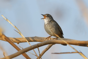 West Himalayan Bush Warbler (Locustella kashmirensis)