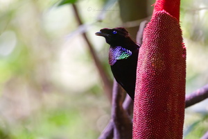 Western Parotia (Parotia sefilata)