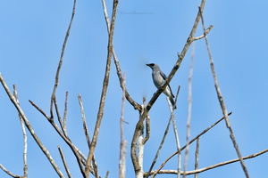 White-bellied Cuckooshrike (Coracina papuensis)