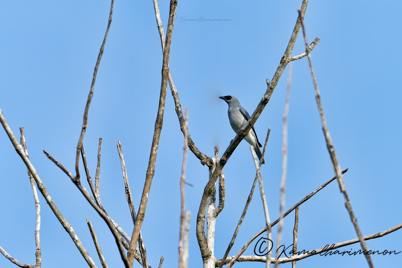 White-bellied Cuckooshrike (Coracina papuensis).jpg