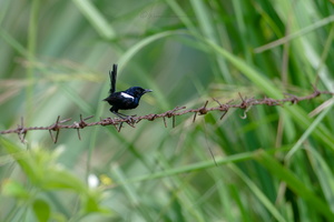 White-shouldered Fairy-wren (Malurus alboscapulatus)