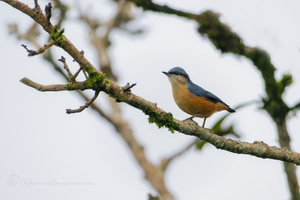 White-tailed nuthatch (Sitta himalayensis)