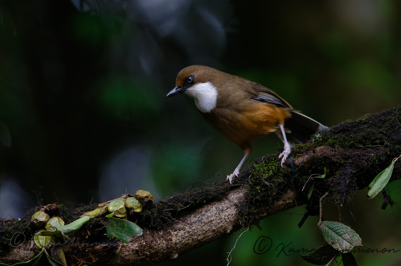 White-throated laughingthrush (Pterorhinus albogularis).jpg