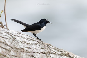 Willie Wagtail (Rhipidura leucophrys) (1)