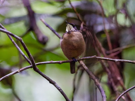 Wilson&#039;s bird-of-paradise (Diphyllodes respublica)01 (1)