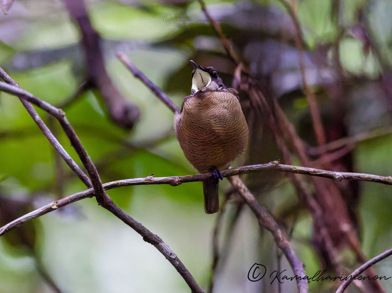 Wilson's bird-of-paradise (Diphyllodes respublica)01 (1).jpg