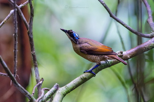 Wilson&#039;s bird-of-paradise (Diphyllodes respublica)01 (2)