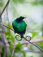 Wilson&#039;s bird-of-paradise (Diphyllodes respublica)01 (3)