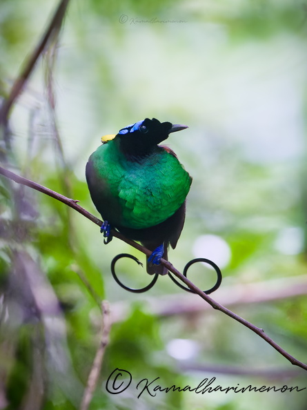 Wilson's bird-of-paradise (Diphyllodes respublica)01 (3).jpg