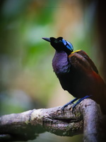 Wilson&#039;s bird-of-paradise (Diphyllodes respublica)01 (4)
