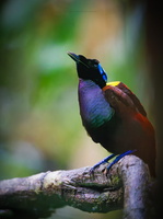 Wilson's bird-of-paradise (Diphyllodes respublica)01 (5)