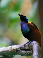 Wilson's bird-of-paradise (Diphyllodes respublica)01 (12)