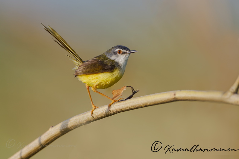 yellow-bellied prinia (Prinia flaviventris) (1).jpg