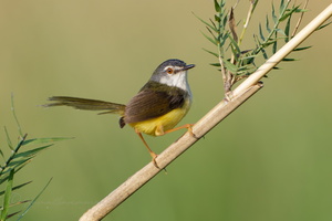 yellow-bellied prinia (Prinia flaviventris)1 (1)