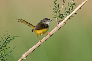 yellow-bellied prinia (Prinia flaviventris)1 (2)