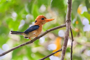 Yellow-billed kingfisher (Syma torotoro) (1)