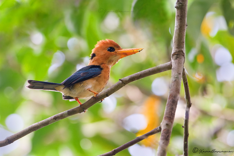 Yellow-billed kingfisher (Syma torotoro) (1).jpg
