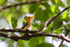 Yellow-billed kingfisher (Syma torotoro) (2)