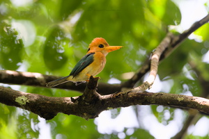 Yellow-billed kingfisher (Syma torotoro) (3)