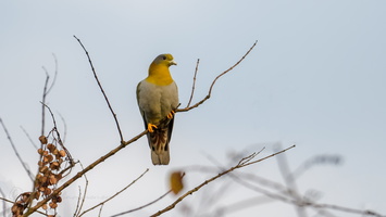 yellow-footed green pigeon (Treron phoenicopterus)