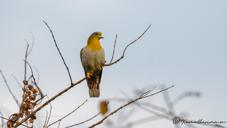 yellow-footed green pigeon (Treron phoenicopterus).jpg