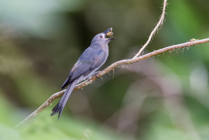 Ashy Drongo (Bornean) Dicrurus leucophaeus stigmatops (1)
