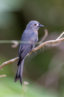 Ashy Drongo (Bornean) Dicrurus leucophaeus stigmatops (2)