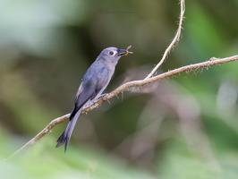 Ashy Drongo (Bornean) Dicrurus leucophaeus stigmatops (5)