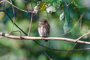 Asian Barred Owlet (Glaucidium cuculoides)