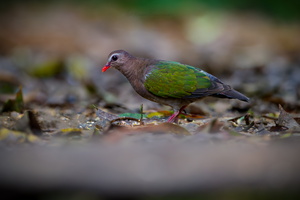 Asian Emerald Dove (Chalcophaps indica) (1)