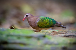 Asian Emerald Dove (Chalcophaps indica) (2)