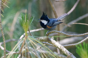 Black-crested tit (Periparus ater melanolophus)