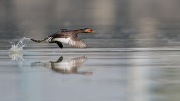 Black-necked grebe or Eared grebe (Podiceps nigricollis) (1)