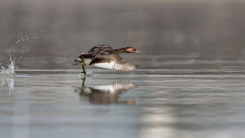 Black-necked grebe or Eared grebe (Podiceps nigricollis) (2)