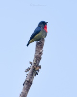 Black-sided Flowerpecker (Dicaeum monticolum) (1)