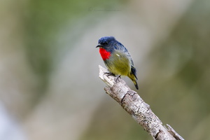 Black-sided Flowerpecker (Dicaeum monticolum) (2)
