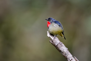 Black-sided Flowerpecker (Dicaeum monticolum) (3)