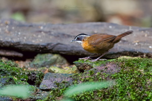 Bornean black-capped babbler (Pellorneum capistratoides) (2)
