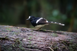 Bornean Forktail(Enicurus borneensis) (1)
