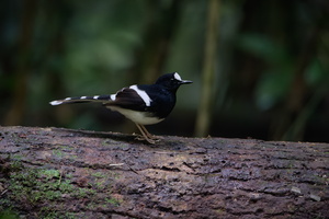 Bornean Forktail(Enicurus borneensis) (2)