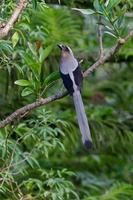 Bornean Treepie (Dendrocitta cinerascens) (1)