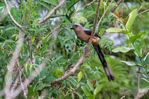 Bornean Treepie (Dendrocitta cinerascens) (5)
