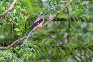 Bornean Treepie (Dendrocitta cinerascens) (6)