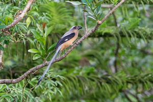 Bornean Treepie (Dendrocitta cinerascens) (7)