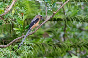 Bornean Treepie (Dendrocitta cinerascens) (8)