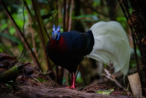 Bulwer's Pheasant (Lophura bulweri) (10)