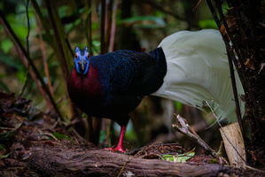 Bulwer's Pheasant (Lophura bulweri) (11)