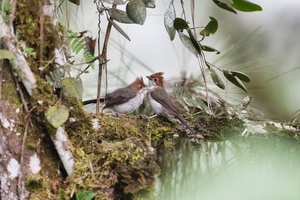 Chestnut-crested Yuhina (Staphida everetti)