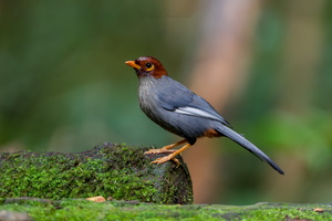 Chestnut-hooded Laughingthrush (Pterorhinus treacheri) (1)