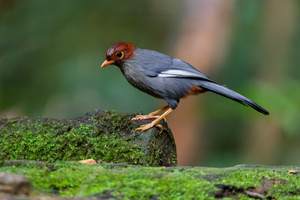 Chestnut-hooded Laughingthrush (Pterorhinus treacheri) (2)